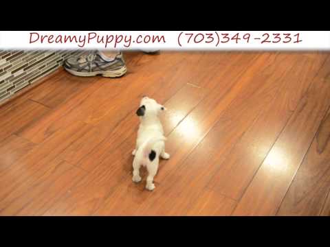 Spunky Jack Russell Terrier Female Puppy