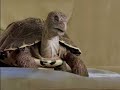 The Slowsky's Want You. The Slow Party is Underway