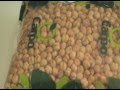 Food Storage - 25 Essential Emergency Foods PART 1