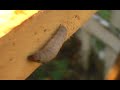 Wax Moth Larva Wax Moth Larva