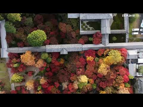動画