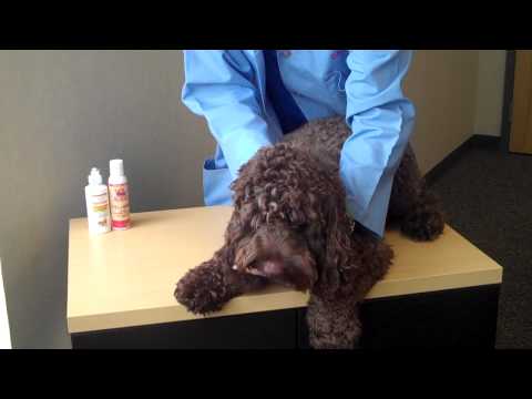 how to get rid of shih-tzu eye boogers