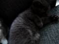 videos de british shorthair kitten