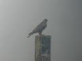 GYR Falcon, Dollard, 2 november 2008