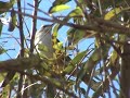 Calandria Real en Costanera Sur (Mimus triurus)
