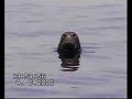 Scilly Seals Scilly Seals