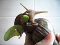 Watch 'Caracol gigante comiendo'