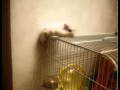 OMG....My hamster escape!!!