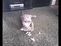 Dottie Likes to Shred Dottie Likes to Shred