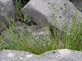Carex eburnea
