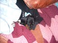 story of a piebald dachshund:  part 1