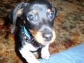 Story of a Piebald Dachshund: Part 1