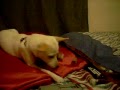 Sheba the Lego Loving Chihuauha