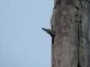 Prehistoric Woodpecker
