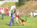Schutzdienst Schäferhund Schutzdienst Schäferhund