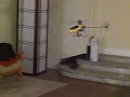 Blade CP Pro flying indoors Blade CP Pro flying indoors