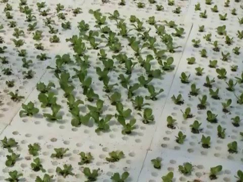 how to grow iceberg lettuce