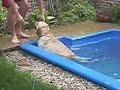 pepe y la ballena