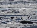 Slippery penguins
