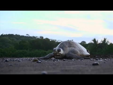 Costa Rica: Schildkrötenschutz am Strand von Ostion ...