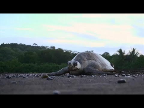 Costa Rica: Schildkrtenschutz am Strand von Ostion ...