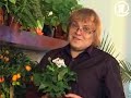 Герань при катаракте. Народная медицина