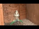 birds of prey