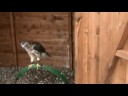 birds of prey