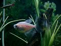 AQUÁRIO 240 LITROS COM: 52 MATO GROSSO, 3 TRICOGASTER, 2 SOCOLOFI, 10 PAULISTINHA, 9 TANICTS, 1 MANDI, 1 AMPULARIA, 16 TETRA PRETO, 5 TETRA ROSA, 3 BARBO AURILIUS, 10 BARBO GEMA, 6 DANIO, 3 PLATI, 2 CICLIDIOS YELLOW, 1 RAMIREZI, E LOGO FUTUROS OUTROS PEIXES.FILTRO EXTERNO(BIO BALL E GRAVIDADE) SARLO BETTER 1000L/H, FILTROS INTERNOS 2 SARLOBETTER 560L/H MODULAR. 