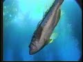 Marine Awareness, CA Undersea Food Chain Marine Awareness, CA Undersea Food Chain
