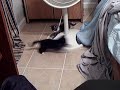 Kittehs 2