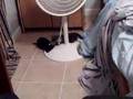 Kittehs 2