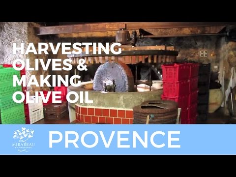 how to harvest olives