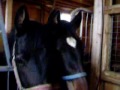 Foals! gotta love them