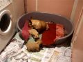 French Bulldog puppies play-fighting