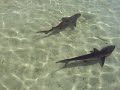 Shark Swarm