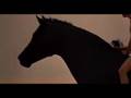 Black Dream - Black Stallion Music Video
