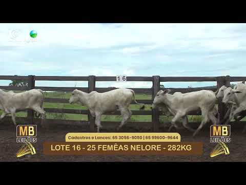 533� LEIL�O VIRTUAL MB LEIL�ES