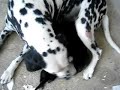 cute dalmation puppies mix whit german shepherd cute dalmation puppies mix whit german shepherd