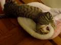 videos de Cats on catneep...