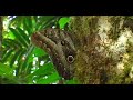 Bahuaja Sonene, la selva virgen