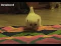 White Himalayan Kitten - PersianKittenEmpire.Com White Himalayan Kitten - PersianKittenEmpire.Com