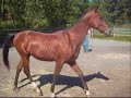 Akhal-Teke Colt, Magdan- born 2006