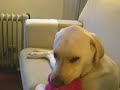 Bosco and Happy 2