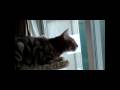 Bengal Talking to Squirrel 2