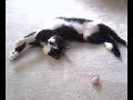 My kitten the contortionist