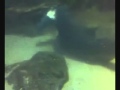Play Game: Shark Week!!! Trailer