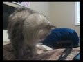 Re: How To Annoy Your Cat... The Nice Way!