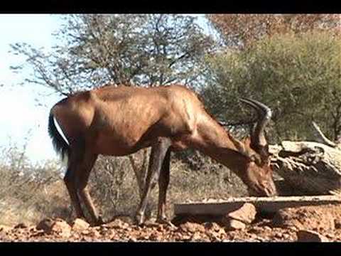 Red Hartebeest