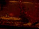 MIS MASCOTITAS